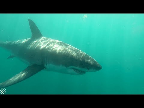 13-foot great white shark circles kayakers off South African coast