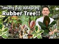 HOW TO CARE FOR RUBBER TREE | FICUS ELASTICA PLANT CARE