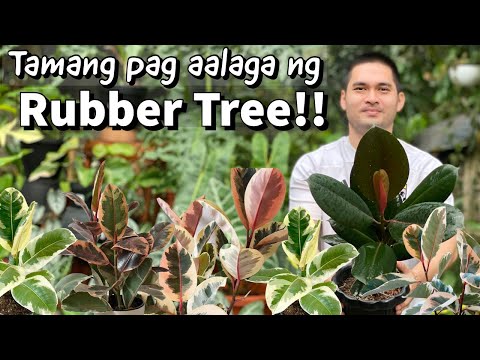 HOW TO CARE FOR RUBBER TREE | FICUS ELASTICA PLANT CARE