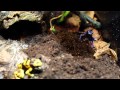 Passion nac aube  35  emission reptile  plonge dans un terrarium de dendrobate