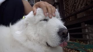 先回りして通せんぼ...いつでもなでて欲しいルンルンです　Great Pyrenees　グレートピレニーズ