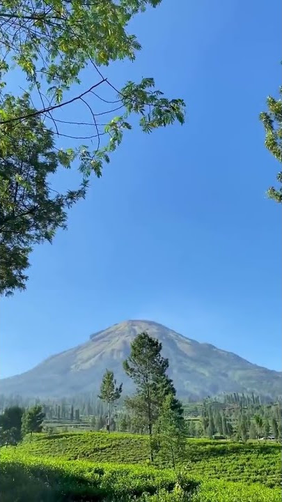 PERKEBUNAN TEH | Story WhatsApp