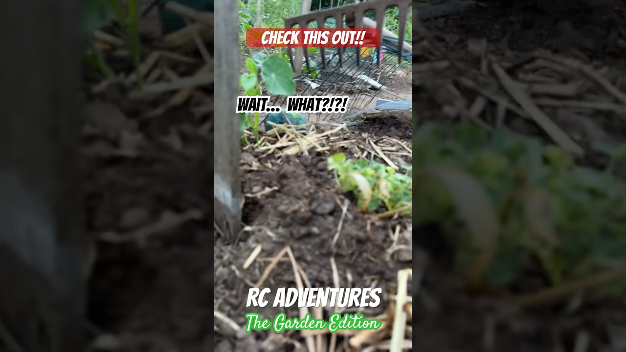 RC Adventures - RC Garden Build 2023 