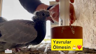 ELLE YAVRU GÜVERCİN BESLEME BÜYÜTME - MAMA VİTAMİN VE TAKVİYE - Taklacı güvercin Oyunkuşu