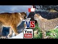 Пума против гепарда. Cheetah against Puma. Animals Battle.