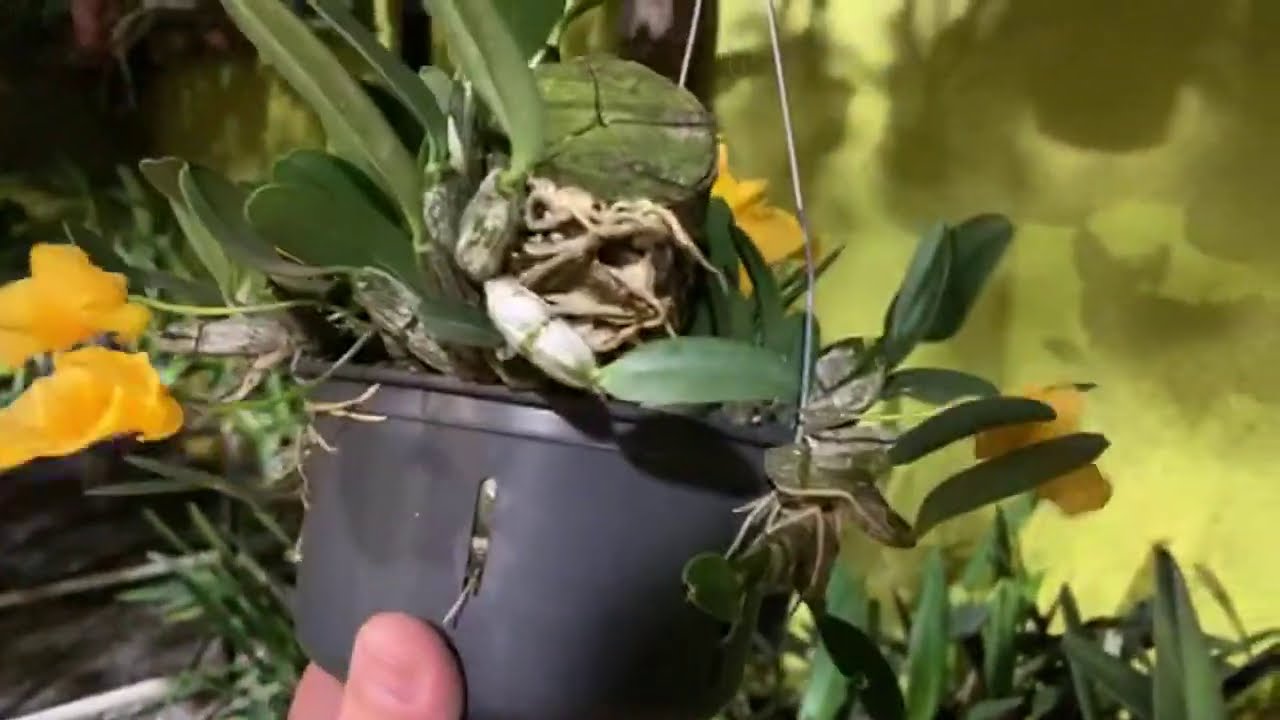 O cultivo da orquídea DENDROBIUM DENSIFLORUM! Orquídeas em ação!!