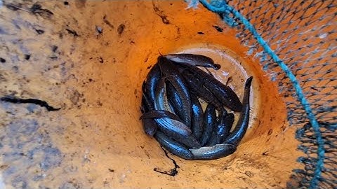 Thăm Lờ cá Lóc trên ruộng.bắt được mớ cá loc nhỏ,cá trê vàng#trending #fishing #vairalvideo #vlog.