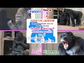 【Gorilla】Shabani family of Western gorillas. Vol.11 ゴリラ（ニシゴリラ）のシャバーニ一家　Vol.11【Higashiyama Zoo】