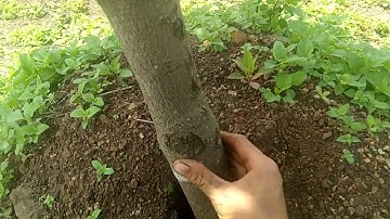 Để Bộ Rễ Mắcca Khỏe Hơn: thằng nông dân