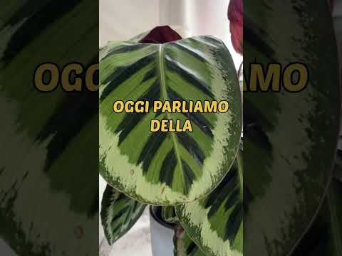 Video: Cura delle piante di pavone - Prendersi cura delle piante d'appartamento di Calathea Peacock