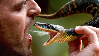 ¿Qué pasaría si bebieras veneno de serpiente?