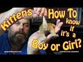 Kittens: How to know if it's a boy or girl