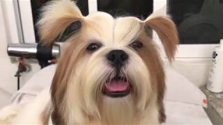 Cómo eliminar el mal olor de la cara | La Casita De Los Shih Tzu