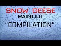 SNOW GEESE “RAINOUT COMPILATION”
