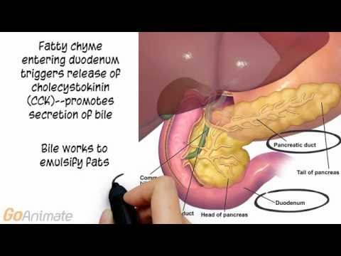 Anatomy and Physiology of the Digestive System