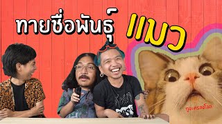 ทายชื่อพันธุ์แมว | SHOCKER BOYS