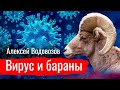 Вирус и бараны. Алексей Водовозов об опасности пандемии // По-живому