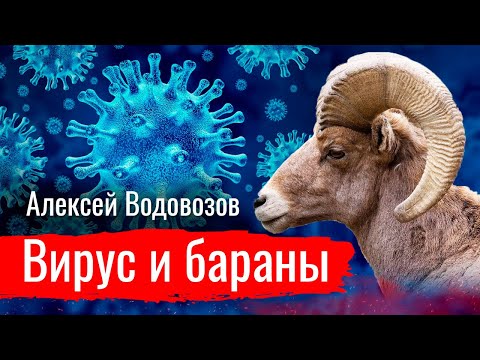 Videó: Bárány Korona