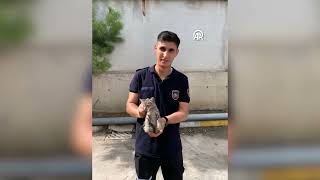 Hatay İskenderun’da otomobil motoruna sıkışan kedi itfaiye ekiplerince kurtarıldı