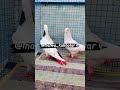 Mirab wale kabutar || Kabutar Bazi || Moor Bappiana