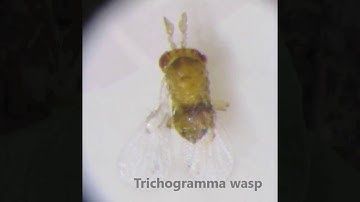 Insectary Settings for Arthropod Pest Management II