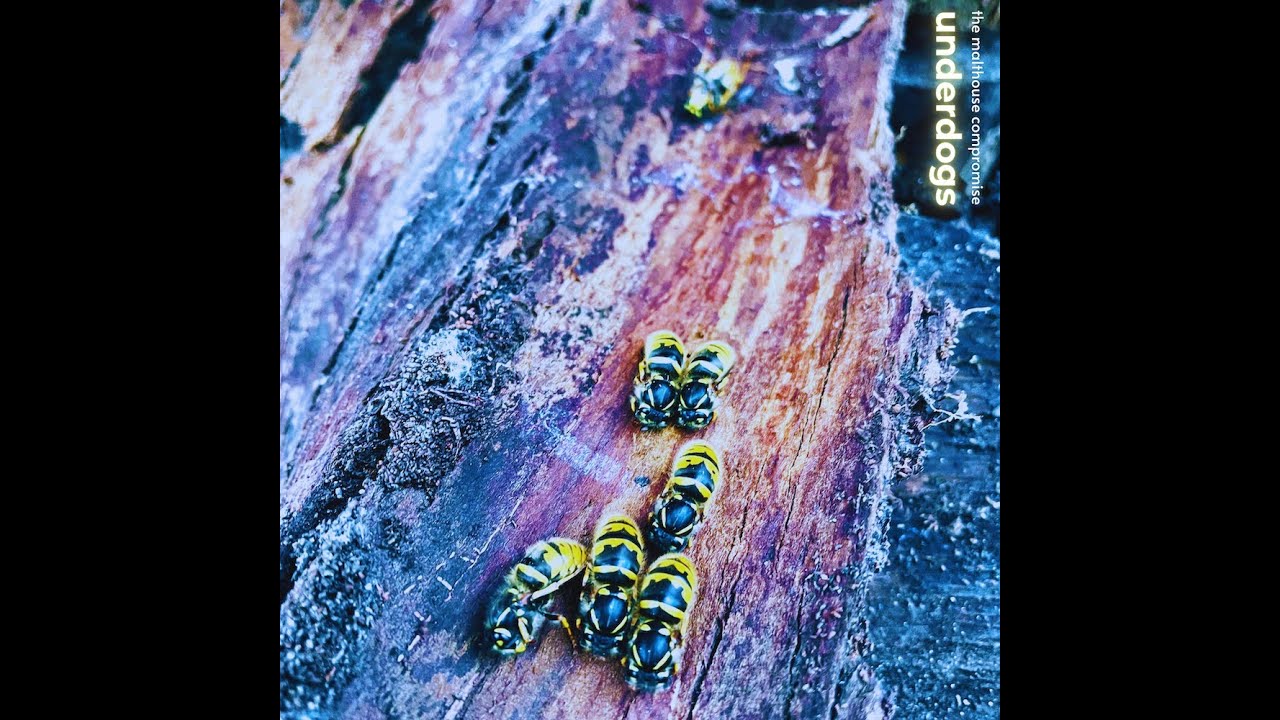 The Malthouse Compromise: Underdogs Album Preview