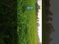 Khet Khalyano Me Hare Maidano Me Tik рџЊірџЊі Khet Khalyano Me Hare Maidano Me Tik рџЊірџЊі