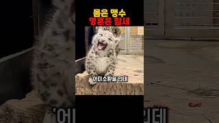 아기맹수인데 소리는 완전 참새급ㅋㅋ