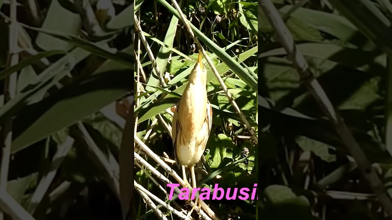 La tarabusina: un uccello di bellezza e di eleganza.. 