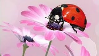 Diamond Painting Unboxing - Pink Daisy Ladybug from Touoilp Store on AliExpress