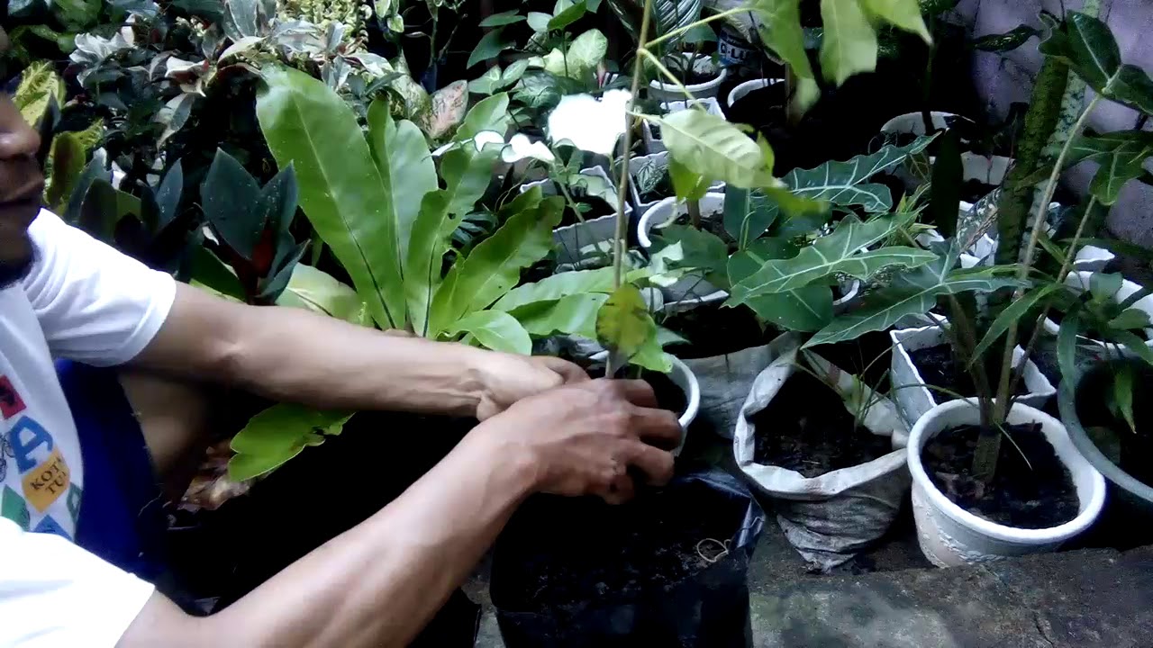 Menanam Bunga Sakura 