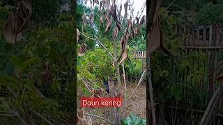 tanaman Jambu air mati #shorts #jambuair #kering  #tanaman