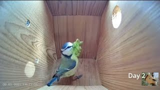 From empty nest to first egg in less than 8 minutes! - BlueTit nest box live camera highlights 2022