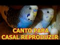 Canto de Periquito AUSTRALIANO Para Estimular REPRODUÇÃO - Periquito Acasalando!!!