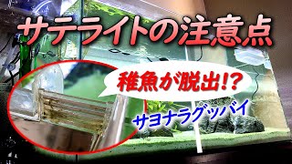 グッピーの繁殖に使用するサテライトの注意点について【稚魚が脱出！？】