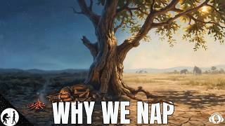 The Ancient Reasons We NAP - How Humans Learned to Sleep Twice a Day