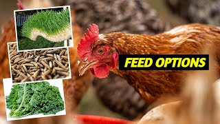 No Buying Chicken Feeds! | Part 2: The Options