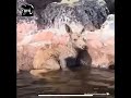 Pescadores rescataron a una bebé alce atrapada en una roca en el agua 😱😊