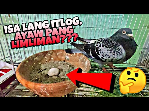 Video: Paano Kilalanin ang Mga Sintomas ng isang Sick Parakeet (na may Mga Larawan)