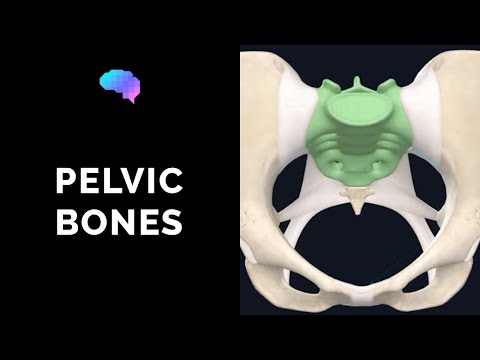 Video: Mužská Anatómia Kostí Pelvis Bones, Schéma A Funkcia Karosárske Mapy