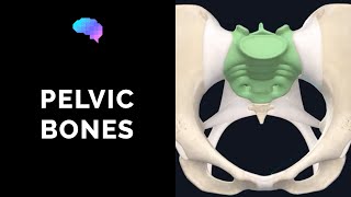 Bones of the Pelvis (3D Anatomy Tutorial) | UKMLA | CPSA