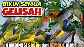 SUARA PIKAT BURUNG KECIL PALING AMPUH - 100% Anti Zonk