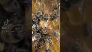 Virgin Queen kills her sister.. But wait 🙃 #queenbee #beekeeping #beehive