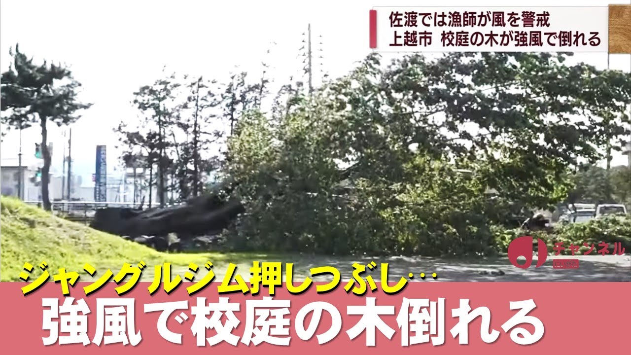 校庭で倒木も 県内も台風11号に警戒 スーパーjにいがた9月6日oa Youtube