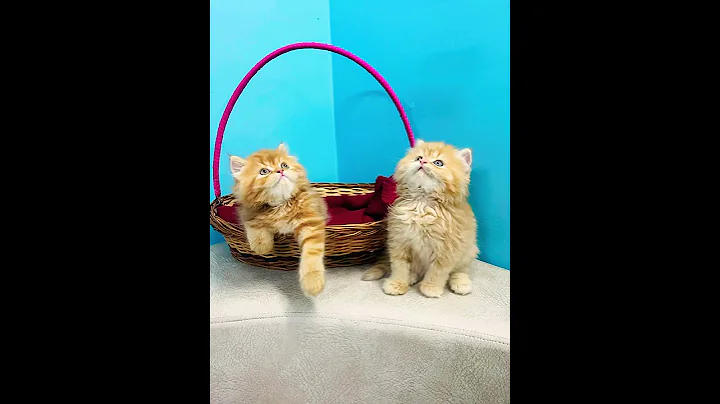 Watch the video about Pure persian breed mussha cattery