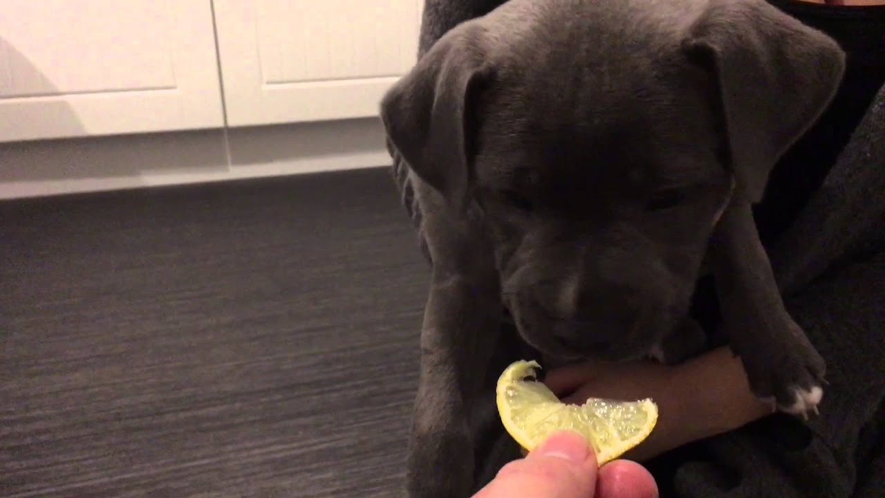 STAFFY PUPPY EATING LEMON ! YouTube