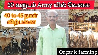 40 To 45 நாள் விற்பனை Ex. Army Man அதிசய Organic Farming மாத வருமானம் 1 Lakh's 💖#sheep