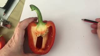 Draw bell pepper -2 inside