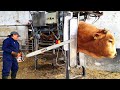 Farm #WithMe - Dairy Raw Milking Robot, Cattle Feeder, Farm Girl Tree Cutting Chainsaw