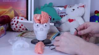 Amazing Squishy Brain